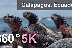 厄瓜多尔加拉帕戈斯群岛的动物。5公里360度全景VR视频资源下载【上下格式】