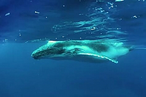 360°VR全景视频：王国的守护者VR （2021）海洋鲸鱼风景VR视频下载【上下格式】